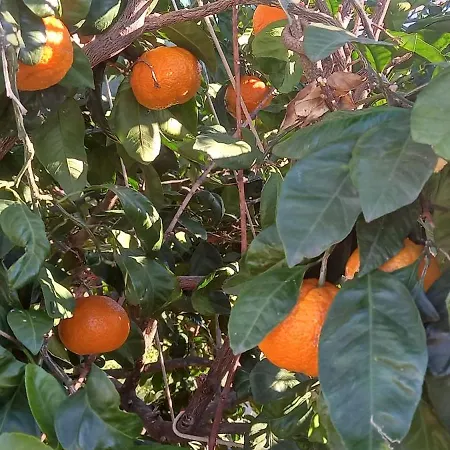 Blue Lagoon Gold Apartmán