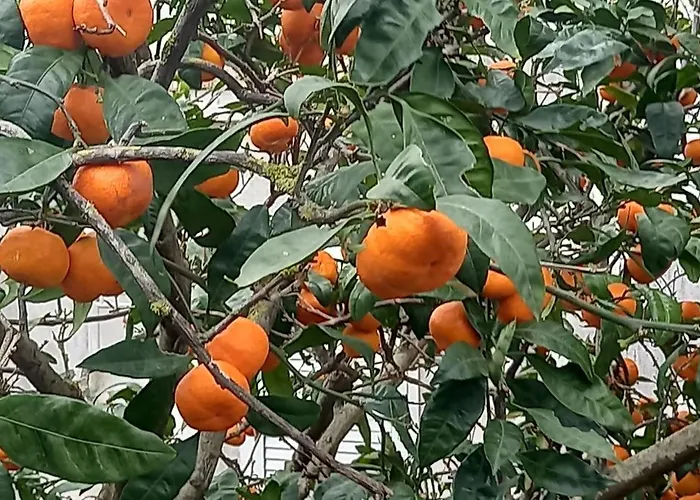 Blue Lagoon Gold شقة Lovište